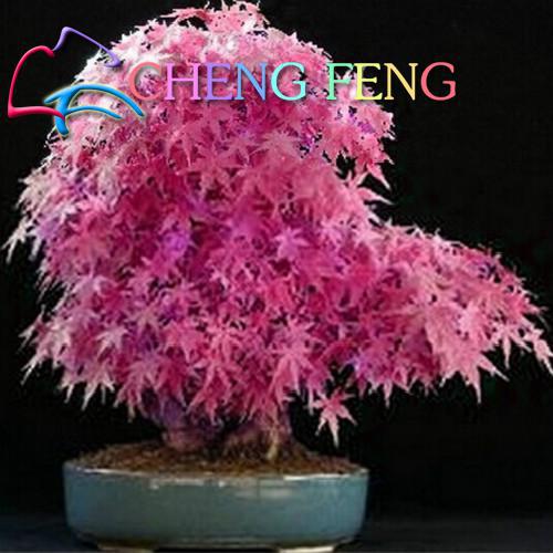 20 pcs / pack Japanese Red Maple Rare Rainbow Color * Very Beautiful Japan Plants New Garden Watch Bonsai Tree Gift