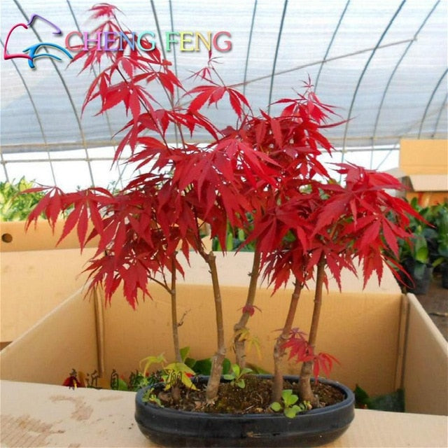 20 pcs / pack Japanese Red Maple Rare Rainbow Color * Very Beautiful Japan Plants New Garden Watch Bonsai Tree Gift