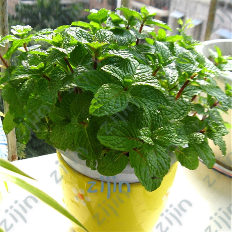 100Pcs Spearmint Mint Bonsai Edible Catnip Plant Flower Bonsai Vegetable Bonsai Herb For Home Garden Easy Grow